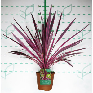 Cordyline "Pink Passion" 2.5L Deco 40/50
