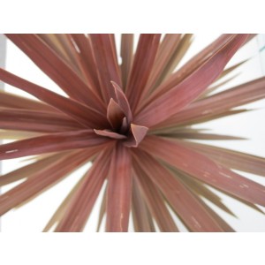 Cordyline australis "Red Star" 10L 50/60