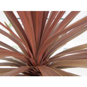 Cordyline australis "Red Star" 6L 80/100
