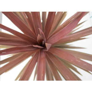 Cordyline australis "Red Star" 5L Deco 40/50