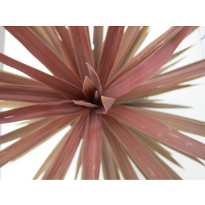 Cordyline australis "Red Star" 5L Deco 50/60