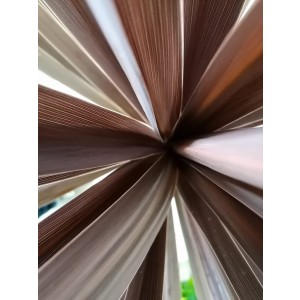 Cordyline australis "Red Star" 18L 90/110 2-3 plantas