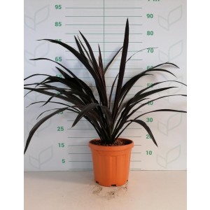 Cordyline "Renegade" 6L 40/60