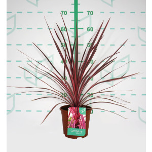 Cordyline "Salsa" 2.5L Deco 50/60