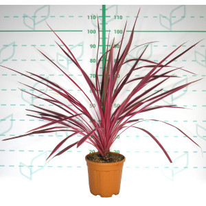 Cordyline "Salsa" 6L 50/70