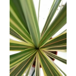 Cordyline australis "Torbay Dazzler" 6L 80/100