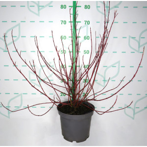 Cornus alba "Ivory Halo" 5L 50/60