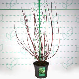 Cornus alba "Ivory Halo" 5L 50/60