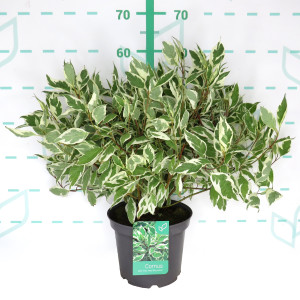 Cornus alba "Ivory Halo" 5L 50/60