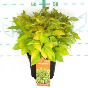 Cornus alba "Neon Burst" 5L 30/40
