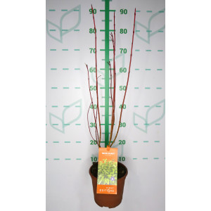 Cornus "Neon Burst" 2.5L Deco 30/40