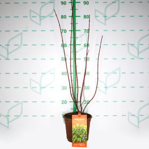 Cornus "Neon Burst" 2.5L Deco 30/40