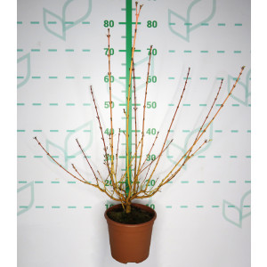 Cornus sanguinea "Midwinter Fire" 2.5L Deco 30/40