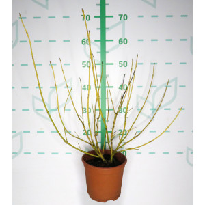 Cornus sericea "Flaviramea" 2.5L Deco 30/40