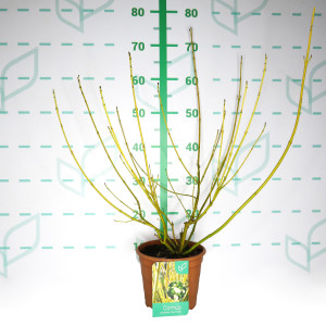 Cornus sericea "Flaviramea" 2.5L Deco 30/40