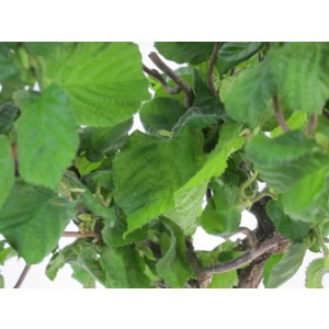 Corylus avellana 3.5L 150/160