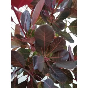 Cotinus coggygria 'Lilla'  ® 2.5L Deco 20/25