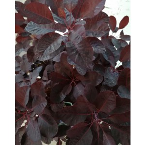 Cotinus coggygria "Royal Purple" 15L 40/50
