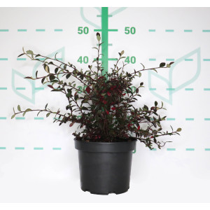 Cotoneaster franchetii 3L 30/40