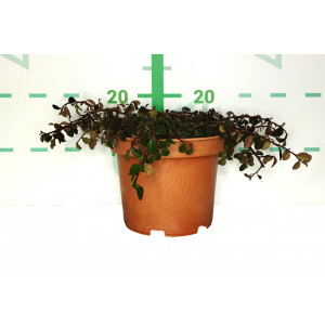 Cotoneaster dammeri "Rami" 3L