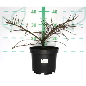 Cotoneaster horizontalis 3L 20/30