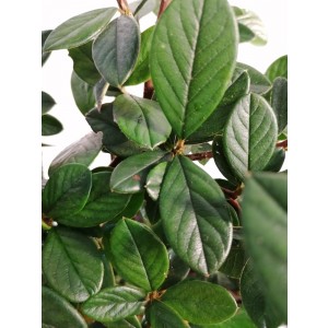 Cotoneaster lacteus 3L 30/40