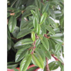 Cotoneaster salicifolia "Nana" 3L 20/30