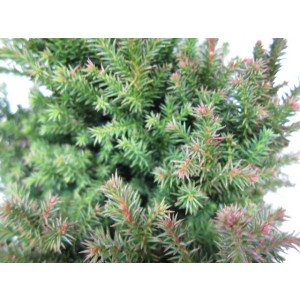 Cryptomeria japonica "Vilmoriniana" 2.5L 10/20 DP 15/20