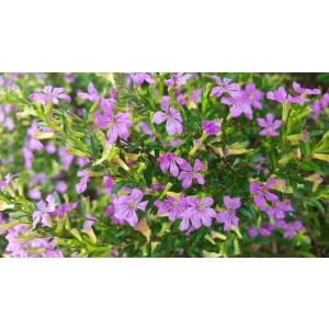 Cuphea hyssopifolia 2.5L 20/30