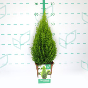 Cupressus macrocarpa "Wilma" 2.5L Deco 40/50