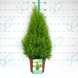 Cupressus macrocarpa "Wilma" 5L 60/70