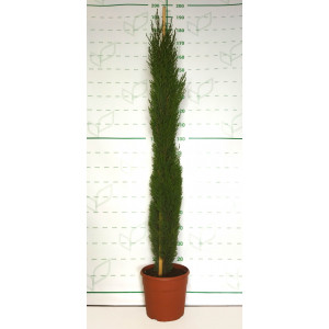 Cupressus sempervirens "Totem" 15L 150/160