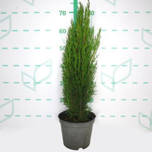 Cupressus sempervirens "Totem" 3L 40/60