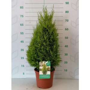 Cupressus macrocarpa "Wilma" 5L 60/80