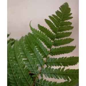 Cyathea cooperi 10L 70/90