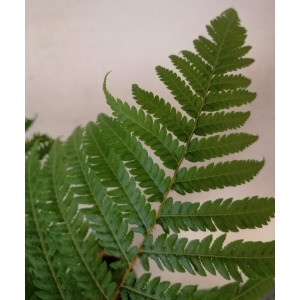 Cyathea cooperi 10L 60/80