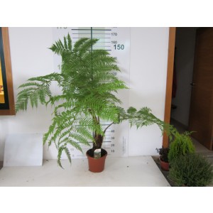 Cyathea cooperi 5L