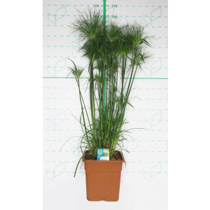 Cyperus papyrus 25L Cuadrada 175/200