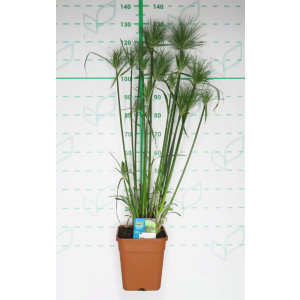 Cyperus papyrus 9L Cuadrada 125/150