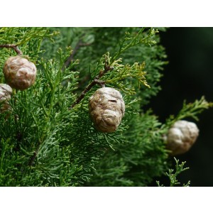 Cupressus sempervirens "Totem" 3L 70/90