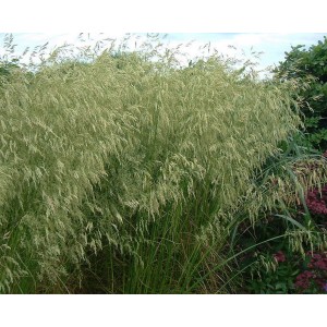 Deschampsia cespitosa 2.5L R/C 20/30