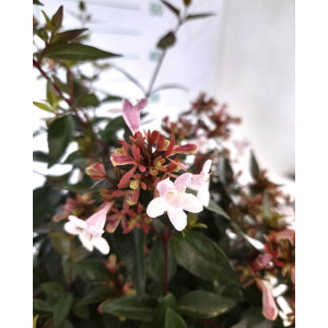 Abelia x grandiflora 5L 20/30