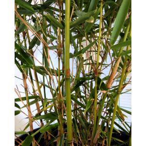 Fargesia robusta "Campbell" 15L 8-12 120/140