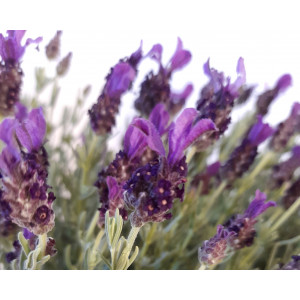 Lavandula stoechas M15  15/20