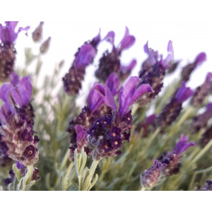 Lavandula stoechas 3L 20/25