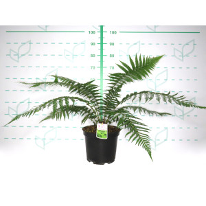 Dicksonia antarctica 10L 50/60