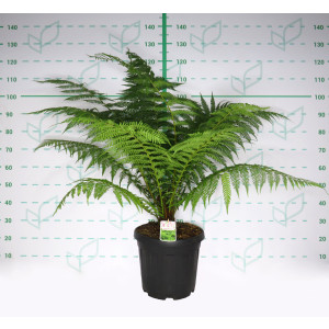 Dicksonia antarctica 20L 60/80