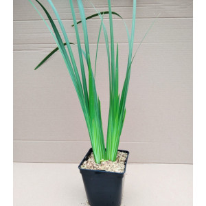 Dietes bicolor 2L R/C 40/50