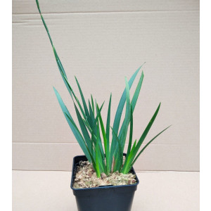 Dietes grandiflora 2L R/C 20/30