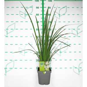 Dietes bicolor 2L R/C 30/40